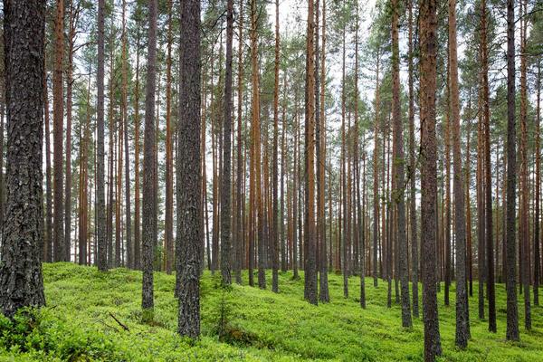 金凤区幼儿先学舞蹈还是钢琴？银川美育音乐舞蹈培训中心学校分龄启蒙建议